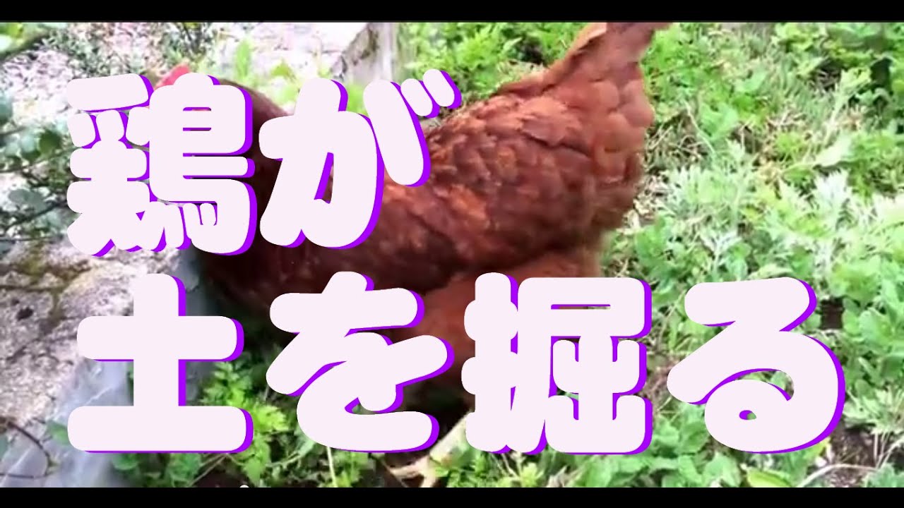 ニワトリを飼うとこうなる Youtube ニワトリを飼うとこうなる Youtube