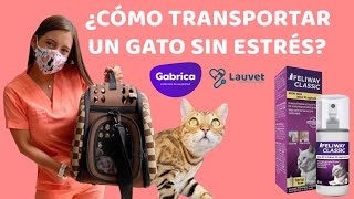 ¿CÓMO LLEVAR UN GATO AL VETERINARIO SIN ESTRÉS? | Conoce Feliway  Lauvet