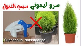 سرو ليموني او السرو العطري، ما هي الاخطاء التي تسبب احتراق اوراقه و ذبوله Cupressus macrocarpa