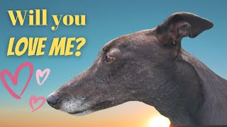 Will you love me?  Greyhounds needing homes