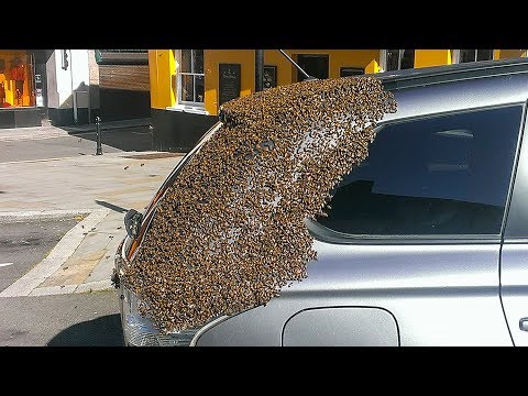 Video: Çfarë i vret marimangat varroa?