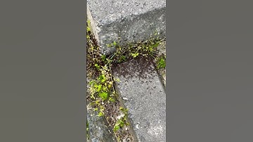 #ants #iphone14pro #zoom