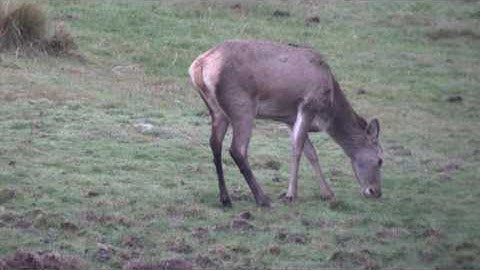 Red Deer VS 140gr Barnes TTSX - 120fps Slow Motion