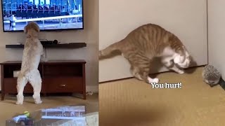 Cat and dog funny cute videos compilation part 3 by One Minute pets 401 views 2 years ago 4 minutes, 11 seconds