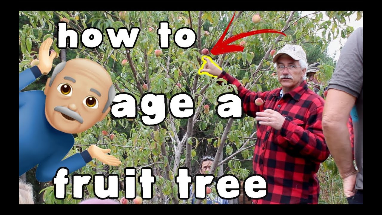 HOW TO age a fruit tree! - YouTube