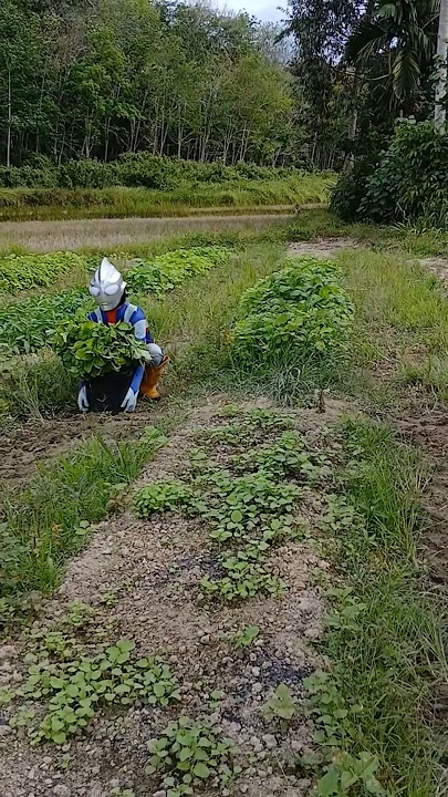 Ultraman panen sayur #shorts