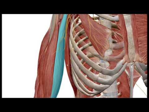 Видео: Где находится задний переднеплечевой кожный нерв?