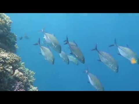 Red sea Emperor Superior trip 1 8 apr 6 Simply the best