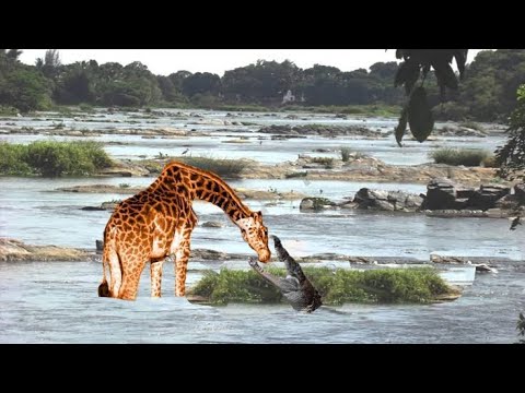 Жирафовый крокодил. Крокодил против жирафа. Жираф и крокодил. Жираф и лев. Рисунки крокодила жирафа.