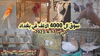 سوق ال ٤٠٠٠ حي اور انواع الدجاج والحمام والطيور مع الأسعار 2023/4/17