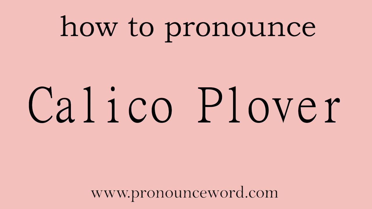 Calico Plover How To Pronounce The English Word Calico Plover Start calico-plover-how-to-pronounce-the-english-word-calico-plover-start
