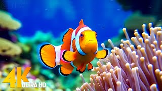 Aquarium 4K VIDEO (ULTRA HD)  Beautiful Coral Reef Fish - Relaxing Sleep Meditation Music #3