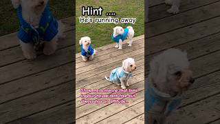 Who is it ? #fypシ #fypシ゚viral #shorts #cute #poodle #pets #dog #puppy #toypoodle #funny #doglover bf