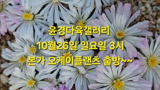윤경다육갤러리 10월26일 일요일 3시 본가 오플 출방ㅋㅋㅋ~  정신줄챙기기~~~ #윤경다육갤러리 #코노피튬  #코노 #빌로붐