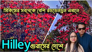 গুরাসের দেশ হিলে  | Barsey Rhododendron Sanctuary | Hilley | Offbeat West Sikkim tour