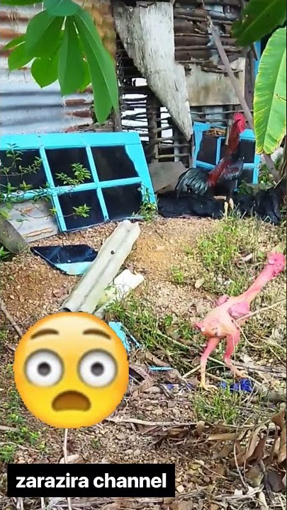 Featherless Chicken