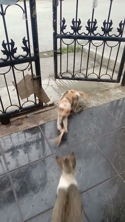 kucing bringas #shorts