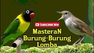MASTERAN BURUNG TERBAIK UNTUK BURUNG LOMBA 100%  I 2019 I 2020 I 2022