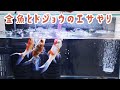 金魚とドジョウのエサやり