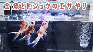 金魚とドジョウのエサやり