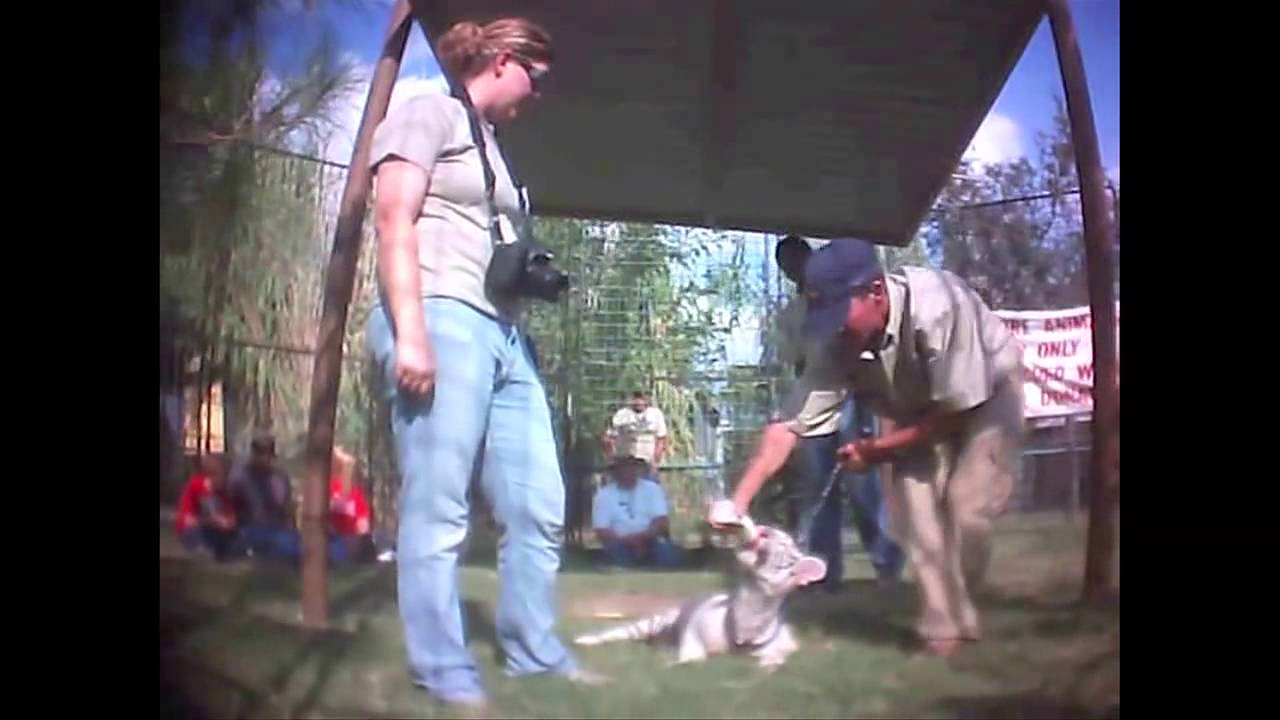 Tigers and Public in Danger at Roadside Zoo