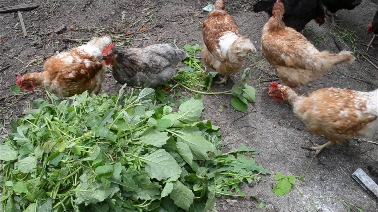 Видео про кур. Курицы в курятнике. Курица видео. Курочки в курятнике видео. Видео про курочек для детей.