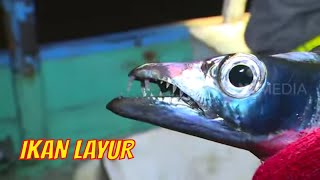 Berburu Ikan Layur | JEJAK PETUALANG (30/01/22)