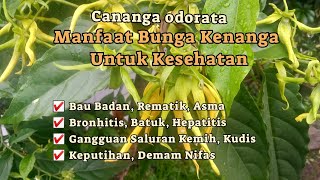 15 MANFAAT BUNGA KENANGA UNTUK KESEHATAN, OBAT : BAU BADAN, REMATIK, ASMA, KEPUTIHAN, HEPATITIS