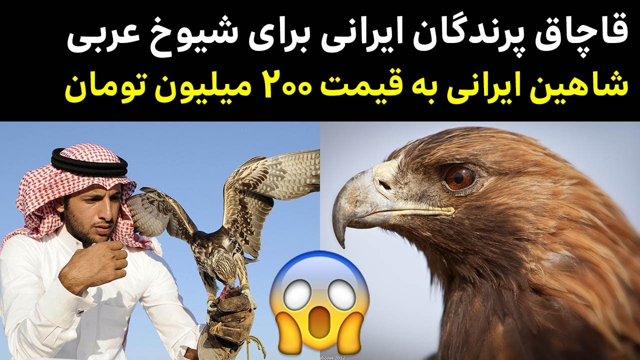 صید شاهین در کوخه | Koche falconry