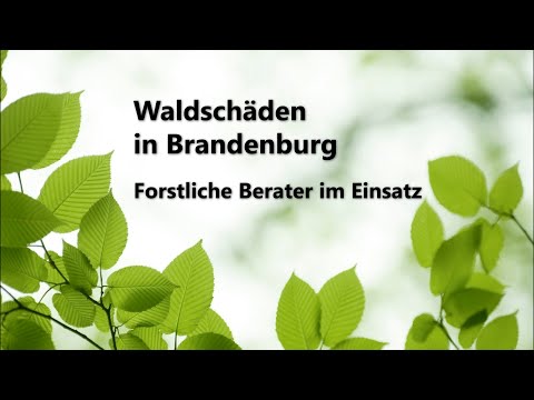 Waldschäden in Brandenburg - Forstliche Berater im Einsatz