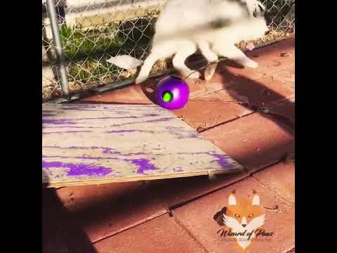 camera iphone 8 plus apk Foxes getting birthday gifts part 2