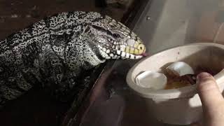 ARGENTINE TEGU EATING HIS LUNCH !!