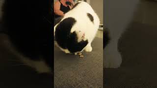 fluffy eating his dreamies #cat #eating #cute #family