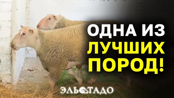 Племенные овцы Шароле Покупка в России, карантин и бизнес-возможности