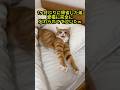 1ヶ月ぶりに帰省した弟、愛猫に完全に忘れられてて泣いたww