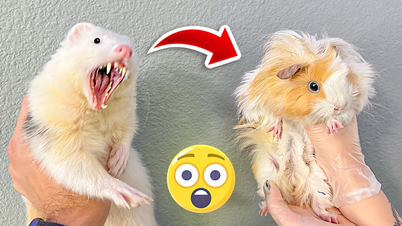 Apresentei meu FURÃO para o PORQUINHO da ÍNDIA que resgatei do lixo mas...