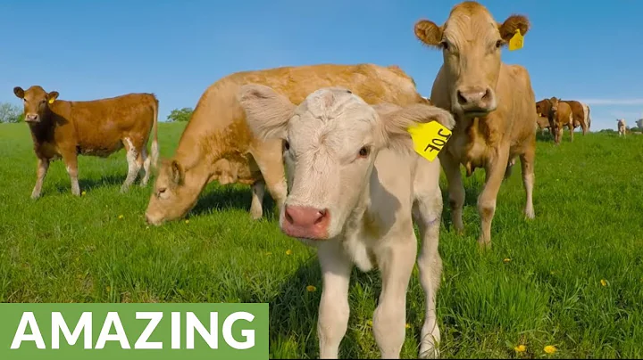 Mother Cow Asks For Help After Newborn Calf Gets Caught In Fence