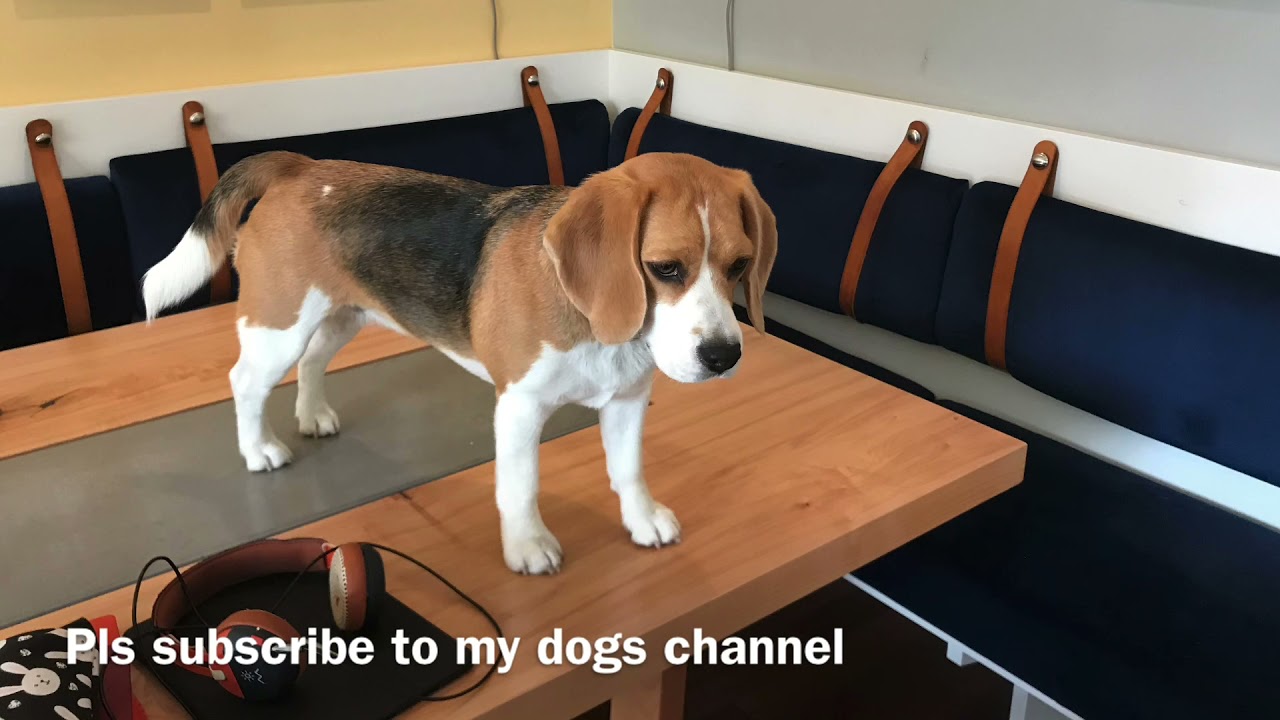 Subscribe to my dogs channel YouTube