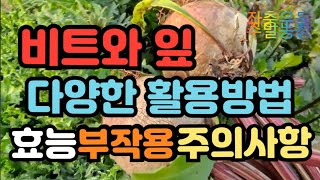 비트와 비트잎))다양한 활용방법 수확하는 모습 보시고효능, 부작용, 주의사항