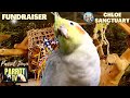 Download Lagu Bird Room Buddies | Keep Your Parrot Happy with Bird Room Sounds | Parrot TV for Birds🦜