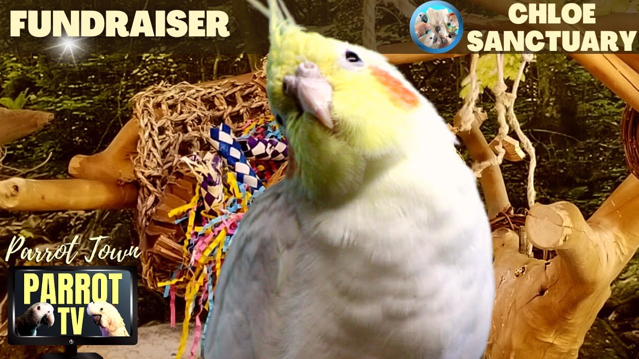 Bird Room Buddies | Keep Your Parrot Happy with Bird Room Sounds | Parrot TV for Birds????