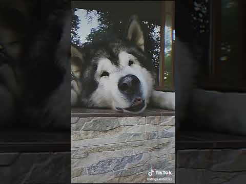 Маламуты😍#edit #dog #fyp