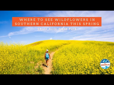 Video: Hvornår og hvor kan man se California Super Blooms