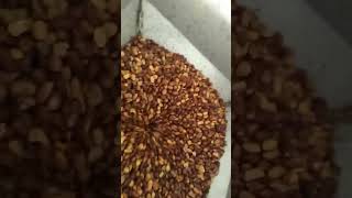 peanut half kernel machine by anna Wang 24 views 2 months ago 1 minute, 2 seconds