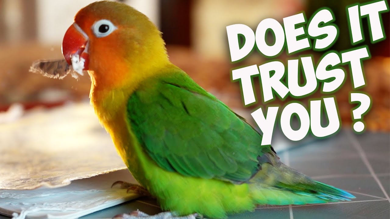 How To Gain Your Lovebird'S Trust ?!