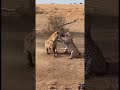 Savage Hyena Ambush Turns Into Violent Leopard Attack #wildlife #shorts