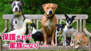 犬、猫、アヒル……? 保護された彼らは、ある夫婦と出会い、ひとつの家族になりました♡