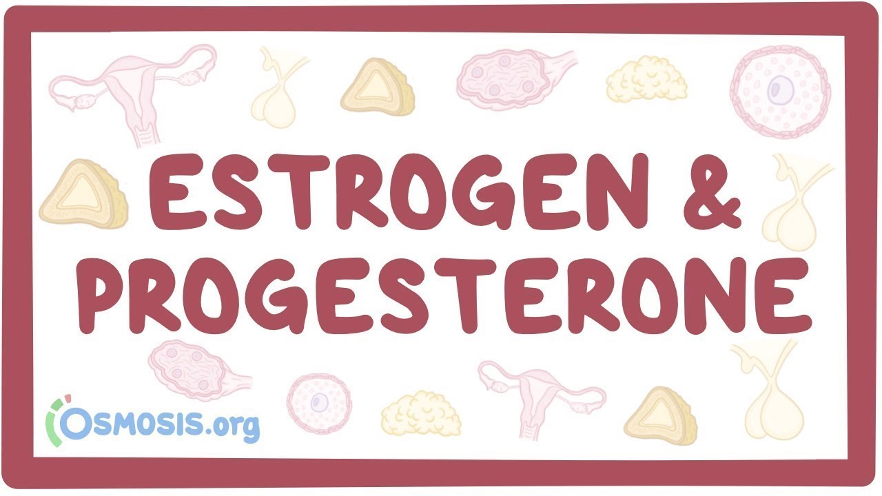 Estrogen  progesterone