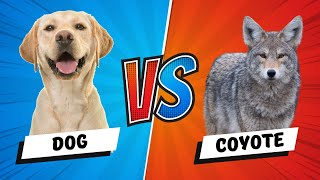 Dog vs Coyote: 5 Key Differences (Plus Who Wins a Fight?)