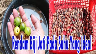 Cara Mudah dan Praktis Menyemai Biji Jati/Jati Putih